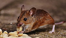24 Hour & Emergency Exterminators in Seminole, OK